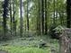 Backyard featuring lush greenery and towering trees creating a peaceful and private outdoor space at 372 Nalley Dr, Stone Mountain, GA 30087