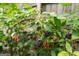 A close-up of ripe blackberries growing on a vine, perfect for fresh eating and adding to pies or jams at 2864 Wyndcliff Ct, Marietta, GA 30066