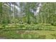 A lush, green backyard featuring tall trees and manicured vegetation at 115 Shoal Creek Dr, Sharpsburg, GA 30277