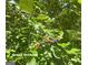 Close-up of muscadine vines with ripening grapes, showcasing the property's vineyard potential at 115 Shoal Creek Dr, Sharpsburg, GA 30277