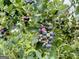 Close up shot of juicy blueberries ripening on the bush at 360 Morgan Mill Rd, Brooks, GA 30205