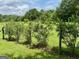 Row of blueberry bushes with a view of a pasture at 360 Morgan Mill Rd, Brooks, GA 30205