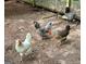 Close-up of free range chickens at 360 Morgan Mill Rd, Brooks, GA 30205