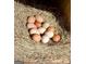 A pile of freshly gathered chicken eggs in a nesting box at 360 Morgan Mill Rd, Brooks, GA 30205