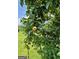 Fruit tree laden with ripe fruit at 360 Morgan Mill Rd, Brooks, GA 30205
