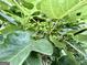 Close up of fig tree at 610 Tower Rd, Peachtree City, GA 30269