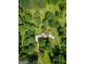 Aerial view of the property featuring a home with a long, private driveway surrounded by dense trees at 183 Inman Rd, Fayetteville, GA 30215