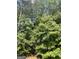 Lush greenery featuring various trees and shrubs, creating a serene natural setting at 645 Stadler Pointe, Mcdonough, GA 30253
