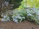 Front yard features lush green plants, white flowers, and a pine straw ground cover at 320 Cloverwood Drive, Fayetteville, GA 30215