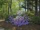 Landscaping featuring evergreen trees and plants with pink and white flowers on pine straw at 320 Cloverwood Drive, Fayetteville, GA 30215