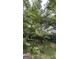 Lush backyard featuring mature trees, offering a serene and private outdoor space at 8436 Magnolia Dr, Jonesboro, GA 30238