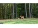 Backyard featuring deer grazing peacefully in a serene, natural setting at 85 Crabapple Ridge Dr, Oxford, GA 30054