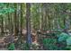 Image of the heavily wooded area that comprises this property and its mature trees at 1828 Pitts Chapel Rd, Newborn, GA 30056