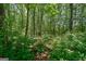 Picture of the expansive wooded area that comprises the property; privacy abounds! at 1828 Pitts Chapel Rd, Newborn, GA 30056