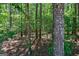 Dense wooded area with tall trees, offering a secluded and natural setting at 1828 Pitts Chapel Rd, Newborn, GA 30056