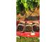 Freshly picked Muscadine grapes filling three baskets, all sitting in a red wagon, on a lush lawn at 3898 Ridge Rd, Buford, GA 30519
