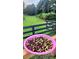 Harvested Muscadine grapes placed in a pink basket, fresh and ready for consumption at 3898 Ridge Rd, Buford, GA 30519