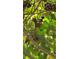 Close-up view of the Muscadine grapes still on the vine, showcasing their natural beauty at 3898 Ridge Rd, Buford, GA 30519