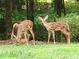 Two young deer grazing in a grassy area at 1720 Mineral Springs Rd, Hoschton, GA 30548