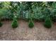 Landscaped backyard featuring young evergreen trees and natural wooded setting at 2539 Hedgeway Cir, Kennesaw, GA 30144