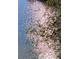 Scenic view of sparkling sunlight reflecting on a lake with tree branches hanging overhead at 2867 Darlington Run, Duluth, GA 30097