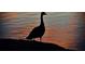 View of a duck standing near the pond, offering peaceful waterfront living and scenic beauty for community residents at 2867 Darlington Run, Duluth, GA 30097