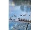 Scenic view of a lake featuring ducks swimming in the water, adding to the picturesque landscape at 2867 Darlington Run, Duluth, GA 30097