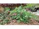 Lush landscaping featuring bleeding heart plants and various greenery adds to the property's curb appeal at 5775 Lakeshore Dr, Buford, GA 30518