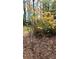 Close-up of a bright orange flowering bush with lush green foliage on the ground at 5775 Lakeshore Dr, Buford, GA 30518