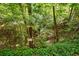 Overgrown natural landscape with lush green foliage at 5635 Lake Forrest Dr, Atlanta, GA 30342