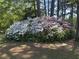 Beautiful pink and white azalea bushes in full bloom, adding vibrant color to the landscape and natural beauty at 3970 Norman Rd, Stone Mountain, GA 30083