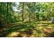 Open wooded area with tall trees and grassy clearing at 5440 Shady Grove Rd, Cumming, GA 30041