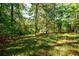 Sun-dappled wooded area with lush greenery and trees at 5440 Shady Grove Rd, Cumming, GA 30041