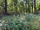 Overgrown backyard featuring lush greenery and mature trees at 3380 Lake Valley Nw Rd, Atlanta, GA 30331