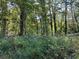 Wooded backyard featuring lush greenery and mature trees at 3380 Lake Valley Nw Rd, Atlanta, GA 30331