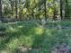 Overgrown backyard featuring lush greenery and mature trees at 3380 Lake Valley Nw Rd, Atlanta, GA 30331