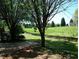 Expansive backyard view with mature trees, a well-kept lawn, and a glimpse of the surrounding green landscape at 10561 E Cherokee Dr, Canton, GA 30115