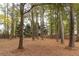 Wooded backyard with tall trees and pine needles at 101 Emily Ln, Carrollton, GA 30116