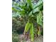 Backyard view featuring lush banana trees with vibrant green leaves at 5655 Campbellton Sw Rd, Atlanta, GA 30331