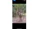 Buck with antlers at 160 Cross Rd, Covington, GA 30016