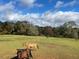 Horses graze on a green pasture underneath a blue, cloudy sky at 160 Cross Rd, Covington, GA 30016