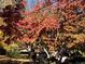 Beautiful front yard with vibrant red foliage and mature trees at 2479 Landeau Cir, Tucker, GA 30084