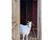Close-up of a goat peering out from a barn, highlighting its curious nature at 3975 Mcconnell Rd, Cumming, GA 30028