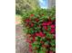 Lush shrub with vibrant pink blossoms adding color to the landscape at 106 Puckett Ct, Canton, GA 30115