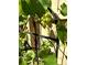 Close up of green grapes growing on a vine, with metal support and lush green leaves at 2961 Rolling Ln, Winston, GA 30187