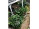 Picturesque landscaping featuring beautiful flowers, plants and greenery beneath a wooden deck at 3479 Chestnut Dr, Atlanta, GA 30340