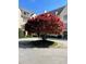Circular driveway with a large, vibrant red tree as the centerpiece in front of a stone building at 1 Brookhaven Ne Dr # 301, Atlanta, GA 30319