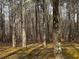 Scenic view of tall trees and mossy ground at 2755 Berry Rd, Loganville, GA 30052
