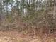 Overgrown lot with leaf covered ground and thin trees at 515 Penny Ln, Loganville, GA 30052