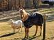 A horse and sheep in a fenced area at 4248 Hog Mountain Rd, Hoschton, GA 30548